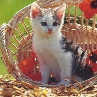 A calico tabby kitten in a basket