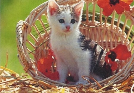 A calico tabby kitten in a basket - tabby, feline, flowers, basket, calico, kitten