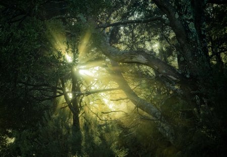 sunlight through the treetops - sunrays, forest, treetop, sunlight, trees