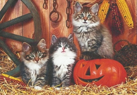 Three kittens with a pumpkin - kittens, feline, corn, pumpkin, wheel