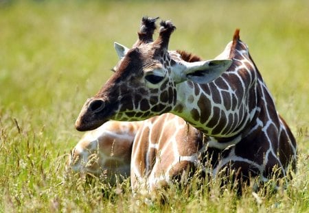 Giraffe laying down - animal, giraffe, grass, wild life