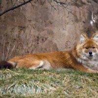 Cool Dhole