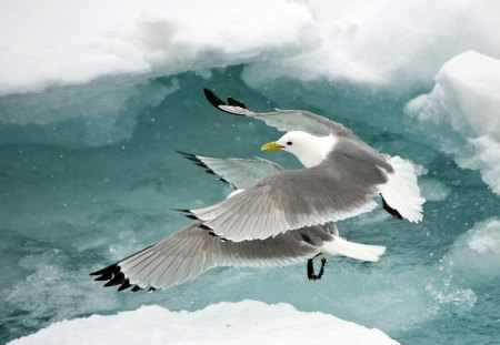 synchronous flight - seagul, bird, clouds, flight, skies