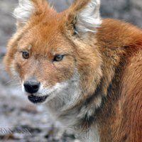 dhole