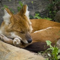 Dhole