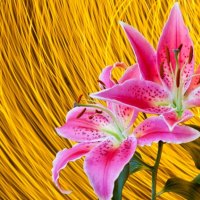 Pink lillies on yellow