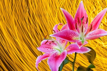 Pink lillies on yellow - lily, yellow, pink, lillies