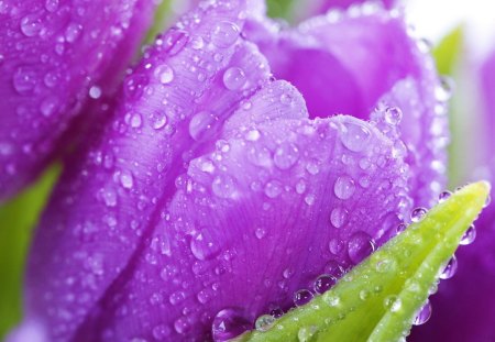 Purple tulip with raindrops - raindrops, purple, macro, spring, tulip