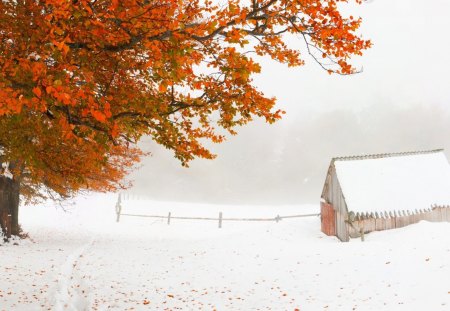 Winter - pretty, magic, snowflakes, snow, light, countryside, holiday, kindness, frost, yard, nice, house, fence, village, frozen, ice, care, new year, deer, cabin, forest, alleys, home, meet, sky, cottage, mood, trees, winter, beautiful, snowy, roe, girl, lovely, tree, painting, cold, little, park