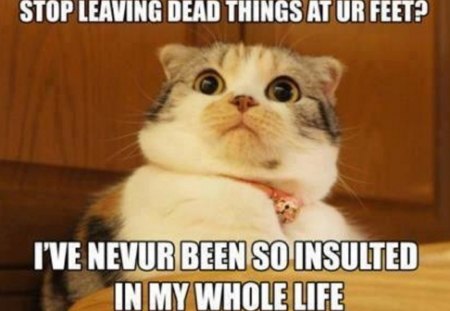 INSULTED - image, insulted, funny, cat