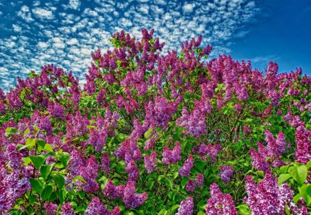 Lilac heaven - skies, may, lilac, clouds