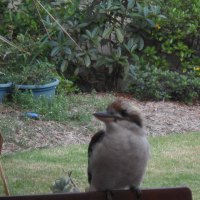 Young Koockaburra That Lives In Our Backyard