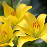 Yellow lillies