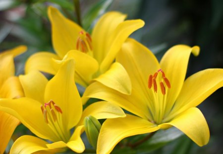 Yellow lillies - flower, yellow, lillies, lily