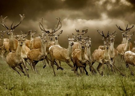 Running deers - deers, running, wild life, deer, herd