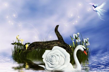 Rose Swan - white, swan, water, rose, pond, bird