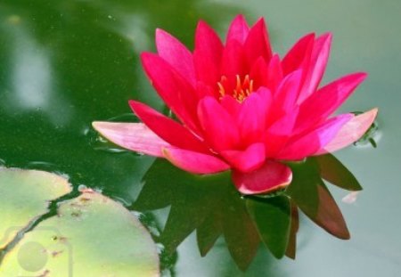 Red Lotus . - green, love, flower, red