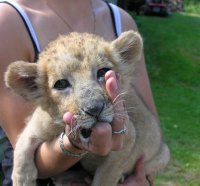 I have to present a cute little lion cub