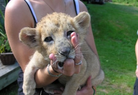 I have to present a cute little lion cub - cub, cute, Lion, zoo, adorable