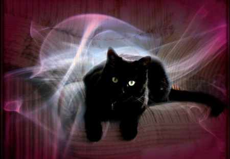 Black beauty in shades of purple - purple, black cat, chiffon, beautiful, pose, magical, kitty