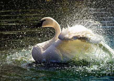 Swan spring shower - swan, shower, water, bird