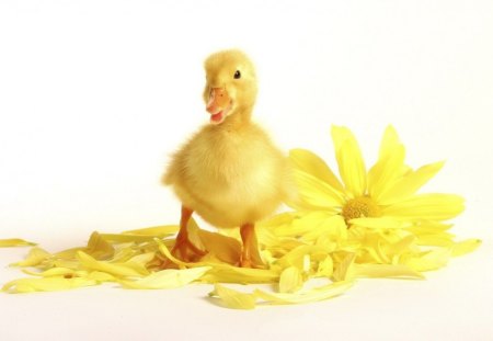 Cutie - duck, yellow, petals, easter, cute, flower, spring, bird