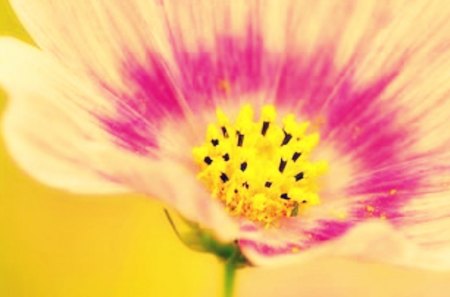 Flower - flower, pink, yellow, nature, green