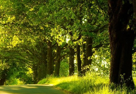 Alley way (wide) - trees, alley, beautiful, landscape, forest, colorful, nature, color, sun, way