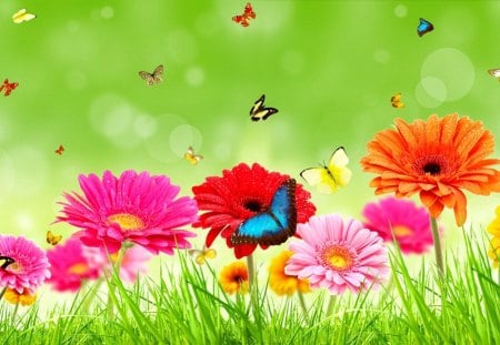 Spring flowers - nice, freshness, fragrance, greenery, flowering, colorful, meadow, bubbles, spring, pretty, scent, daisies, grass, lovely, butterfly, garberas, gresh, beautiful, flowers