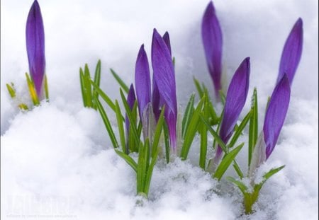 *** Crocuses in the Snow *** - flowers, nature, purple, crocuses, flower