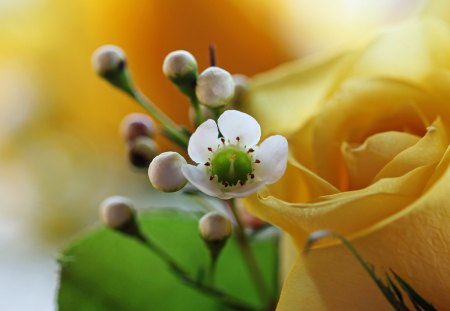 *** BEAUTIFUL FLOWERS...*** - flowers, beautiful, flower, nature