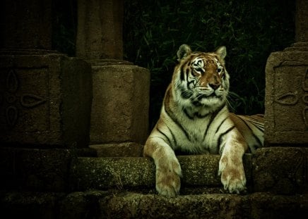 Tiger - sleepy, cute, beautiful, cat, sleeping, kitty, cats, hat, cat face, paws, face, tiger, animals, pretty, beauty, sweet, kitten, lovely