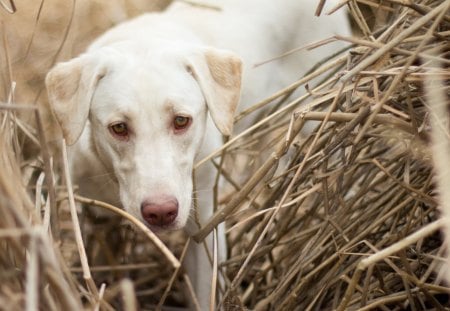 Dog - pretty, pay, beautiful, dog face, beauty, puppies, lovely, playful dog, sweet, playful, dogs, bubbles, cute, face, puppy, animals