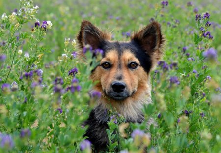 Dog - pretty, pay, beautiful, dog face, beauty, puppies, lovely, playful dog, sweet, playful, dogs, bubbles, cute, face, puppy, animals