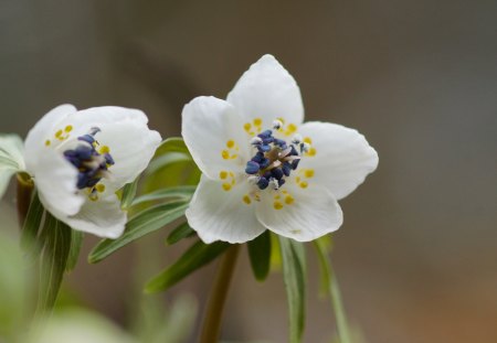 *** Spring flowers *** - flowers, white, spring, nature