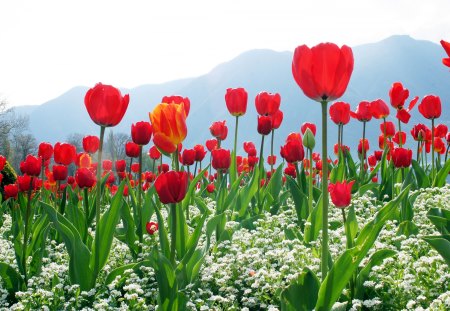 *** Field of red tulips *** - red, tulips, flowers, field, nature