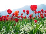 *** Field of red tulips ***