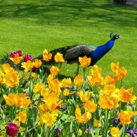 Peacock and flowers