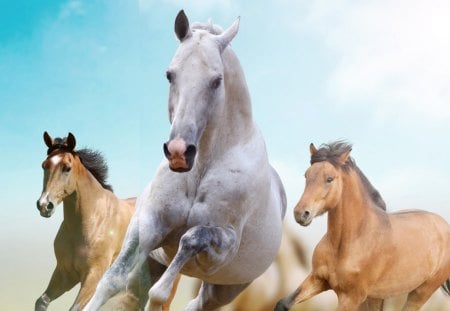 Three Horses - farm, sky, horse, sunny day, rodeo, galloping, equestrian, ranch