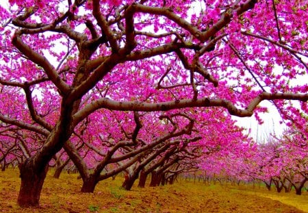 PINK SPRING FOREST - trees, forest, pink, alley, spring