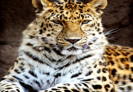 EXOTIC LEOPARD - spots, leopard, Wild, cat