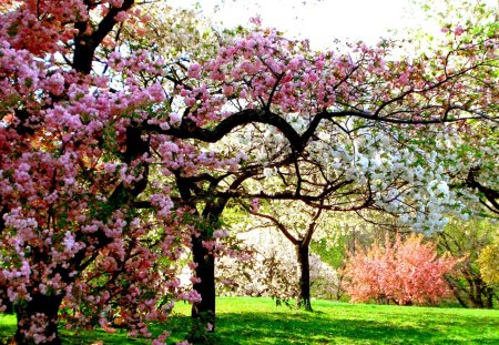 COLORS of SPRING - nature, colors, trees, spring