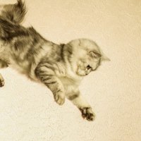 Acrobat cat