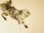 Acrobat cat