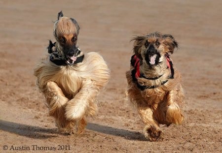 Happy dogs - pretty, pay, beautiful, dog face, beauty, puppies, lovely, playful dog, sweet, playful, dogs, bubbles, cute, face, puppy, animals