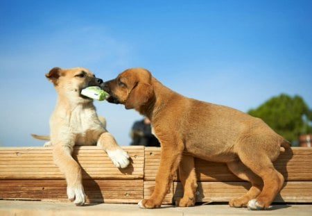 Dogs - face, pretty, playful dog, cute, animals, beauty, beautiful, sweet, puppy, bubbles, playful, dogs, puppies, pay, lovely, dog face