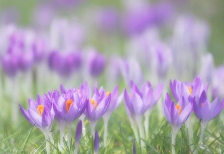 *** Flowers of spring *** - nature, crocuses, purple, flowers, flower