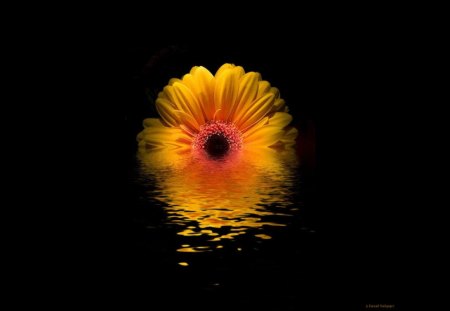 Daisy Ripples - black, water, daisy, orange, ripples, flower, peach