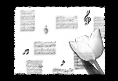 BW Sheet Music - abstract, music, black, white, flower