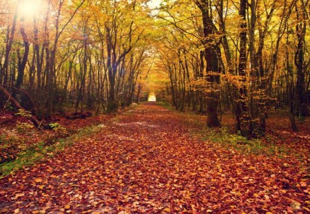 Autumn Pathway - autumn, trees, day, sunset, nature, pathway, forest, yellow, red, leaves, orange, tree